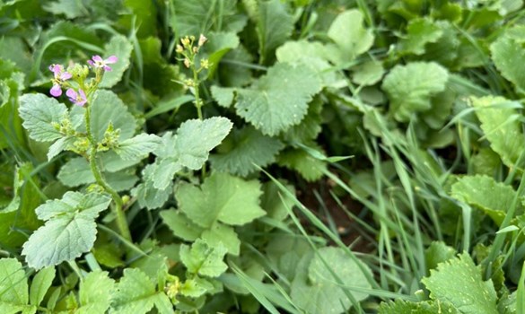 A cover crop used for forage